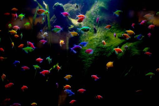 asian-and-indian-ethnicities Pond with colorful tropical fish