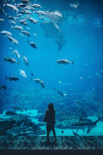 nature Woman Gazing in Wonder at Aquarium Full of Fish