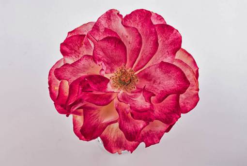 background Camellia flower on white background