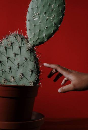 background Hand touching thorn of a cactus