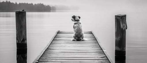 dog Lonely dog ??????on a dock in front of a lake looking at the horizon