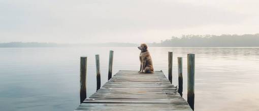 dog Lonely dog ??????on a dock in front of a lake looking at the horizon