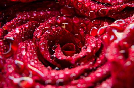 pet Macro detail o a red rose petals