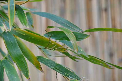 bamboo bamboo leaves plant yellow turning spring why nature flora environment leaf spots