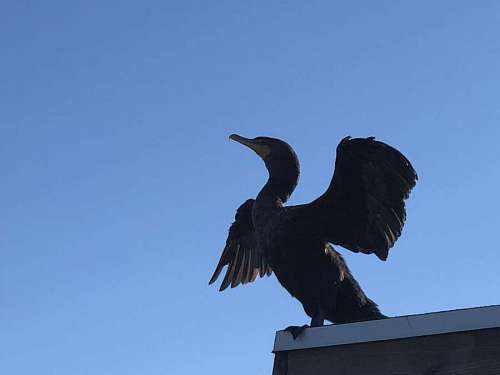 bird magpie beak cormorant wildlife wings wild animal nature
