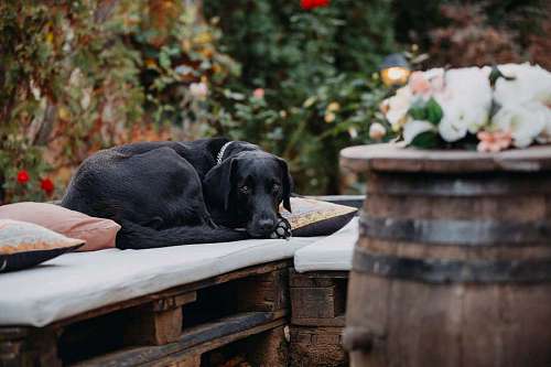 laying-down dog  black  laying  barrel  bench  wooden 