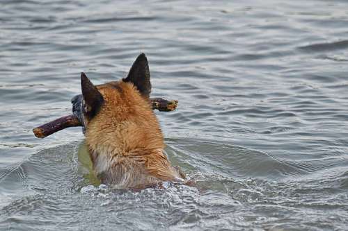 dog training shepherd hunting swimming program water wet river nature animal