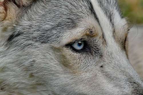 siberian eyelashes husky siberian eye close canine fur portrait