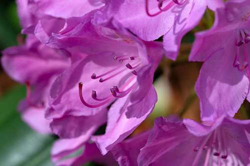 30-years-old flower garden bright plant nature blooming flora leaf
