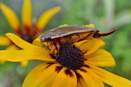 beetle head animal insect biology beetle close arthropod blooming bloom flowers kb