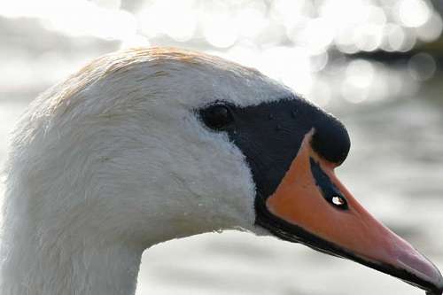 swan neck swan angsa feather head beak goose wet wildlife bird paruh kepala waterfowl burung satwa liar unggas  hidung mata