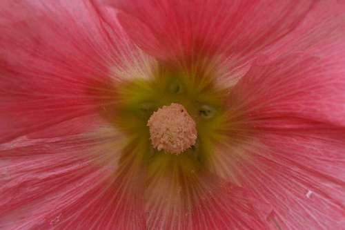 30-years-old nectar pollination plant nature pollen outdoors leaf bright flower