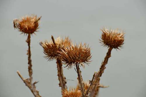 sharp-angles plant herb sharp outdoors nature flora leaf wild flower