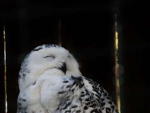 predator-gaze side owl bird portrait predator feather wildlife animal nature