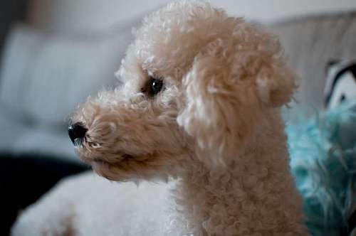 Portrait of a poodle dog