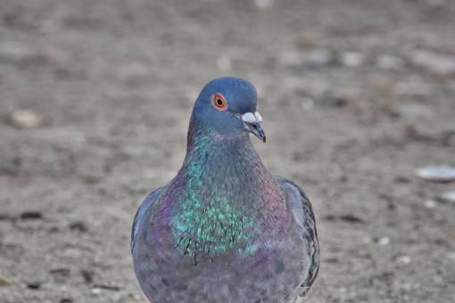 http Cerrar colorido cabeza paloma pájaro pico pluma retrato de vida silvestre