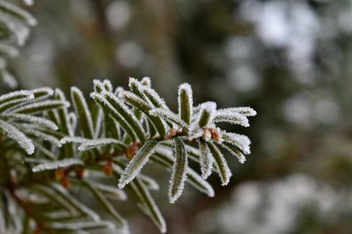 coniferous conifer freeze branches frost cold branch leaves snow ice crystal nature 