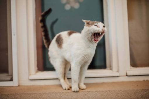 kitten teeth  mouth  domestic cat  funny  kitten 