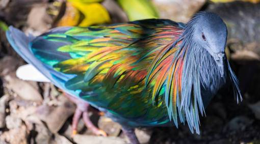 animal primer plano multicolores pluma pico paloma naturaleza