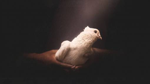 religion animal pluma naturaleza cristianismo pico paloma paloma