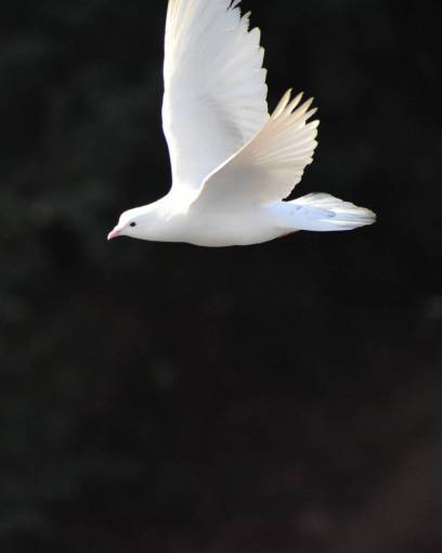 volar animal volador al aire libre naturaleza Paloma pico pluma