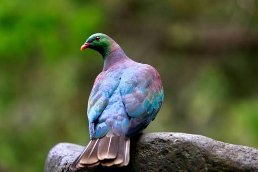 primer plano multicolor naturaleza pico pluma animal paloma