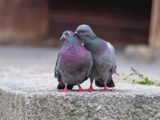 pig feather pigeon pigeon animal outdoors beak nature