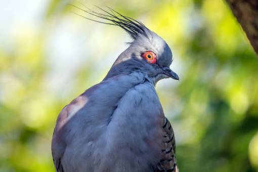 branch nature animals in the wild pigeon outdoors beak feather animal