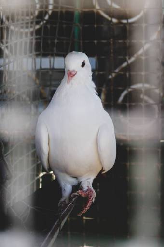 pig nature feather outdoors pigeon animal beak animals in the wild