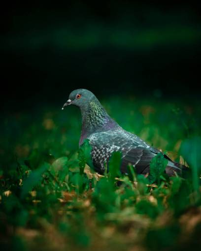 pig outdoors beak pigeon nature animals in the wild feather animal
