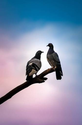 branch outdoors pigeon beak nature animal feather animals in the wild