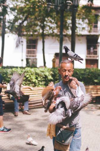 pig outdoors women animal pigeon men pigeon nature
