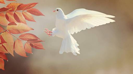 branch pigeon autumn animal flying outdoors nature feather