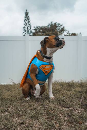 side Boxer dog in superhero costume