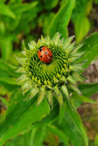 springtime close-up nature summer plant ladybug green color outdoors