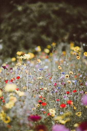 field of colorful flowers 