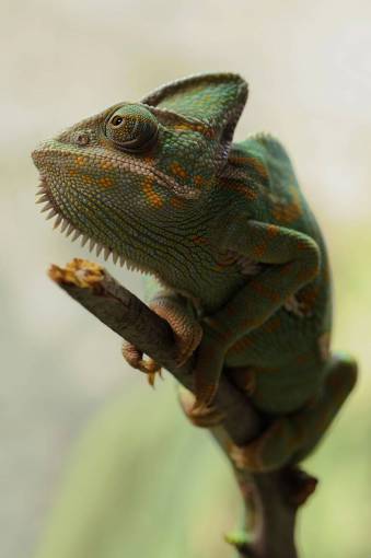 branch green color close-up animal lizard reptile chameleon nature