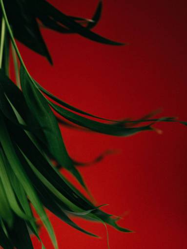 Indoor palm leaf on red background