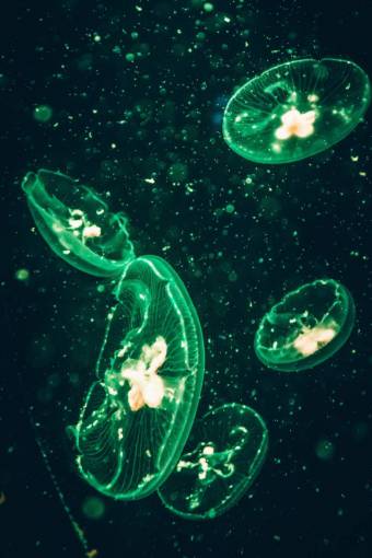 deep-wounds nature blue underwater jellyfish;green tentacle fish animal