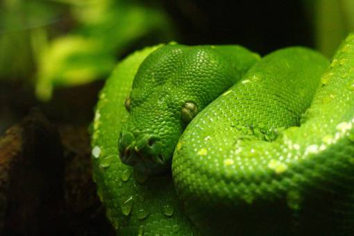 salvaje naturaleza serpiente serpiente primer plano verde color animal reptil
