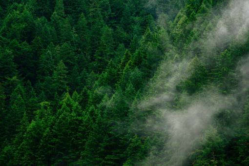 montanas al aire libre bosque de montaña naturaleza bosque de pinos; drone pov árbol paisaje