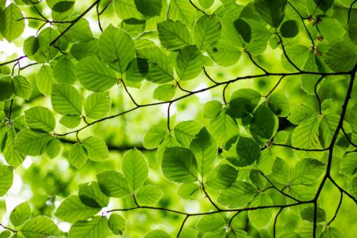 dia árbol verde color rama naturaleza verde;hojas;árbol planta hoja