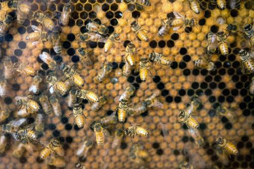 trabajo abejas dentro del panal
