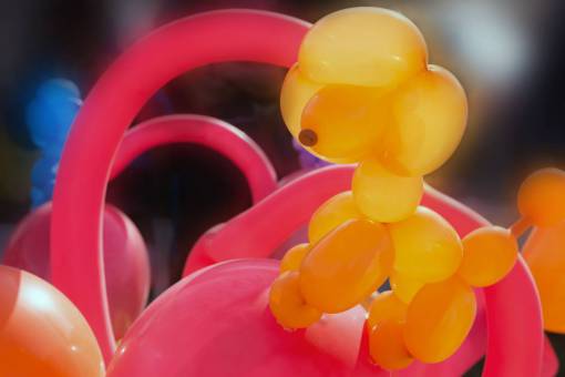 entertainment Close up of a poodle dog balloon