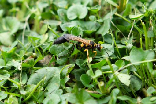 fauna Cerca de una avispa alfarera