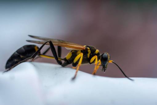 fauna Cerca de una avispa alfarera