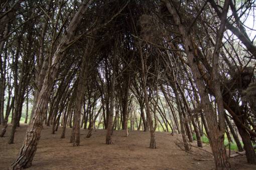 park Miramar Magnetic Forest, Buenos Aires, Argentina