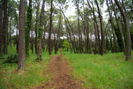 park Path in the Miramar forest