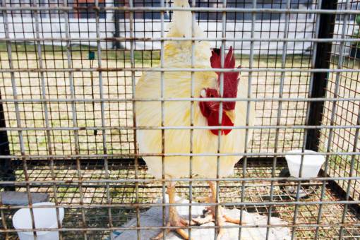 blanco Gallina blanca en jaula
