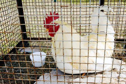 blanco Gallina blanca en jaula